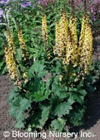 Ligularia stenocephala 'Little Rocket'